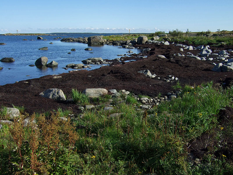 Pohjoishaurut Pohjoishaurut