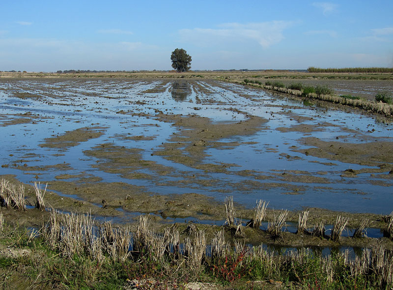 Riisipelto Riisipelto