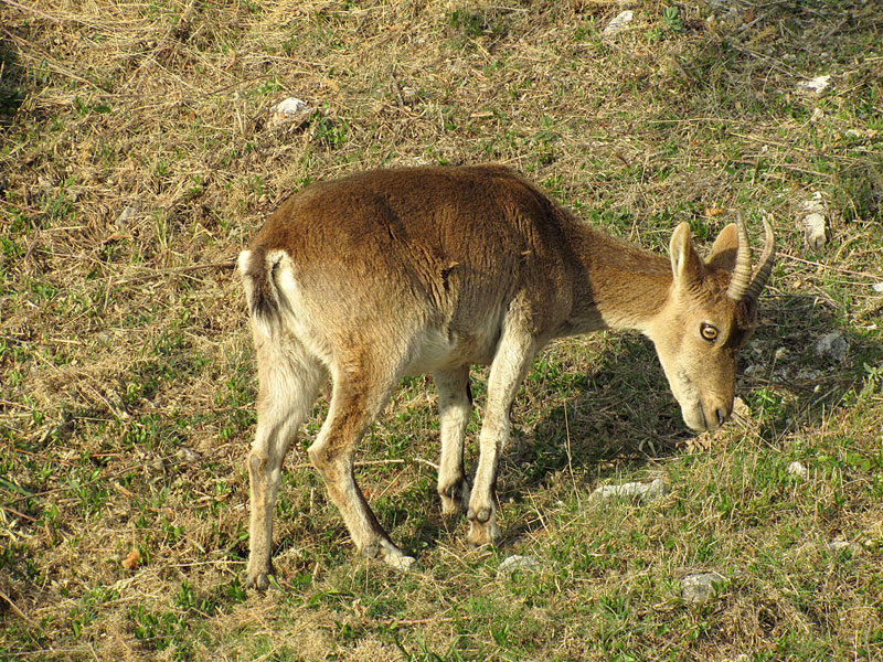 Iberian ibex? Iberian ibex?