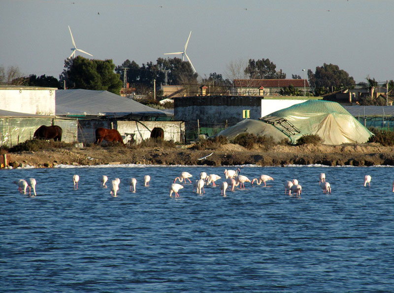 Flamingot