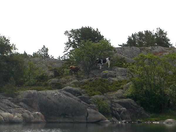 Kalliolehmiä Kalliolehmiä