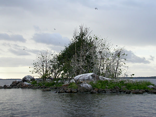 Pesäsaari Pesäsaari