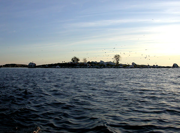 Saari Saari