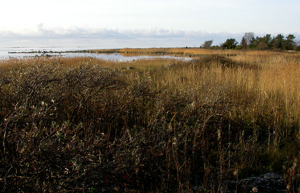 Matalaa heinikkoa