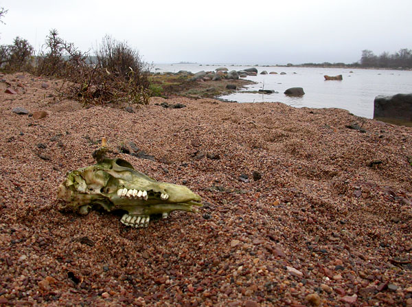 Kallo rannalla Kallo rannalla