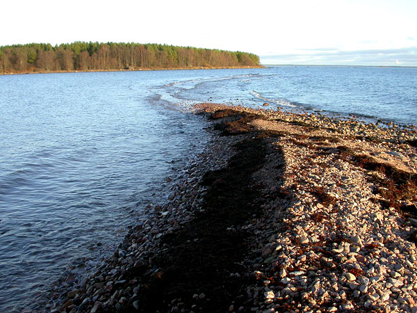 Puskuurin riutta Puskuurin riutta
