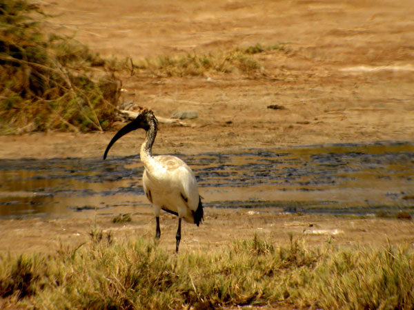 Pyhäiibis Pyhäiibis