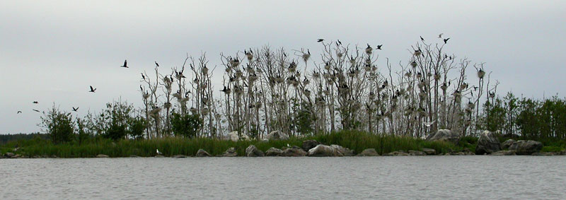 Pes&auml;saari 1