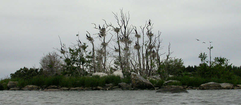 Pes&auml;saari 2