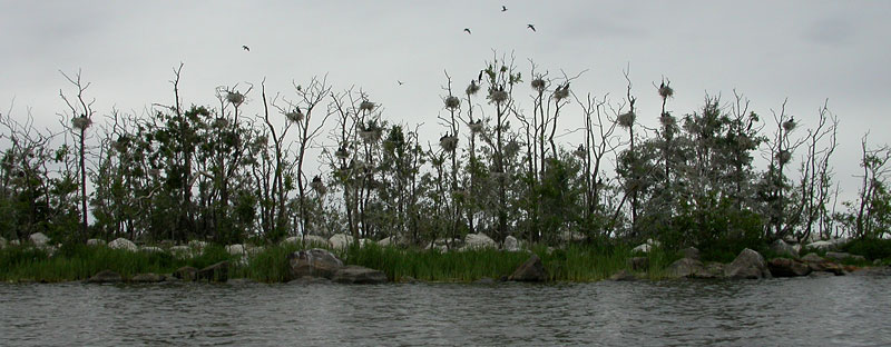 Pes&auml;saari 4