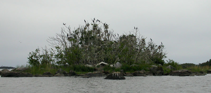 Pes&auml;saari 5
