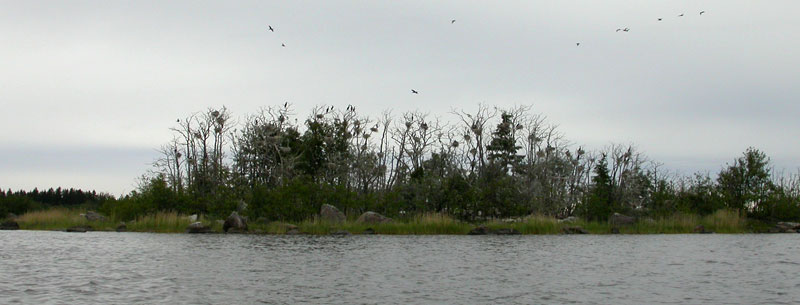 Pes&auml;saari 6
