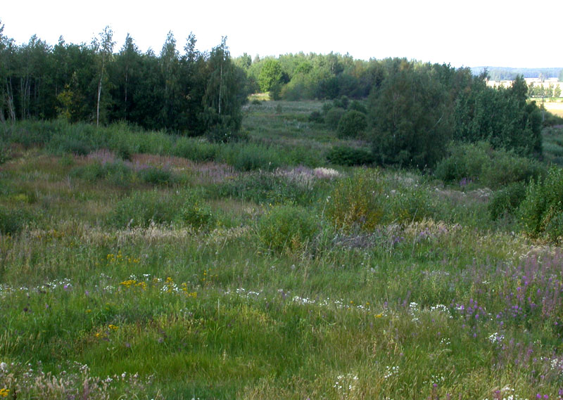Yl&auml;osan pes&auml;paikka