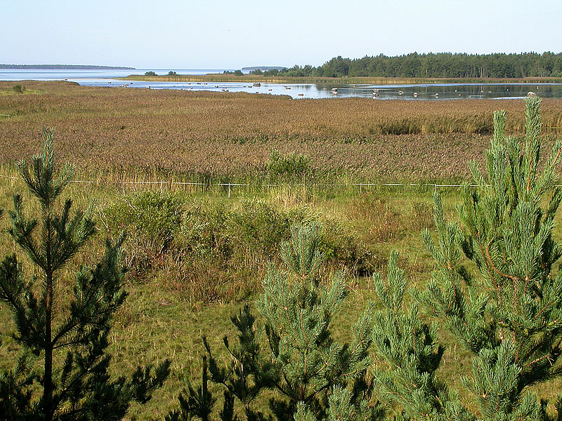 Riitsaranlahden suu Riitsaranlahden suu