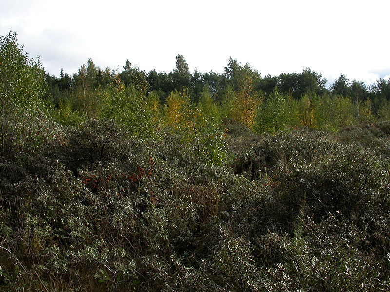 L&ouml;yt&ouml;puska