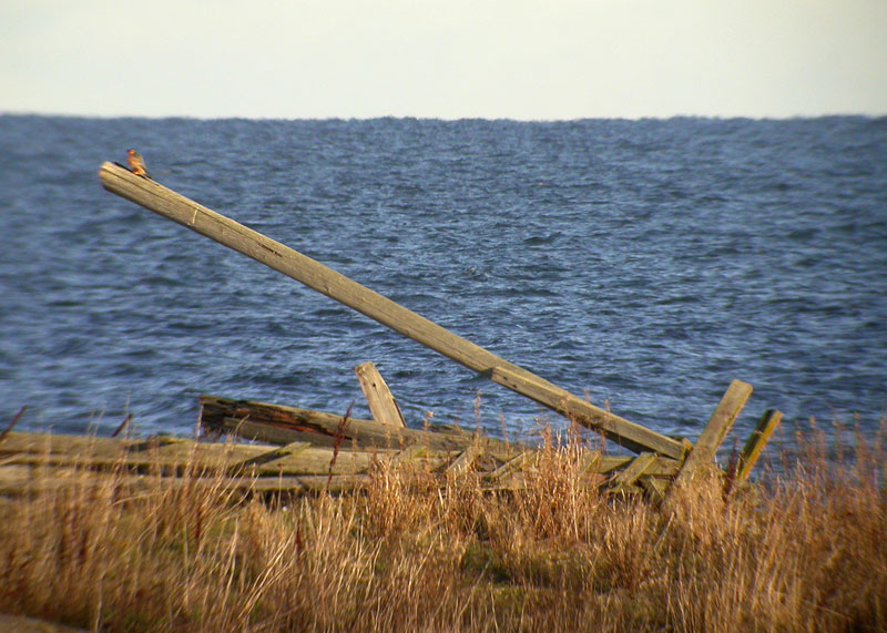 Ampuhaukka