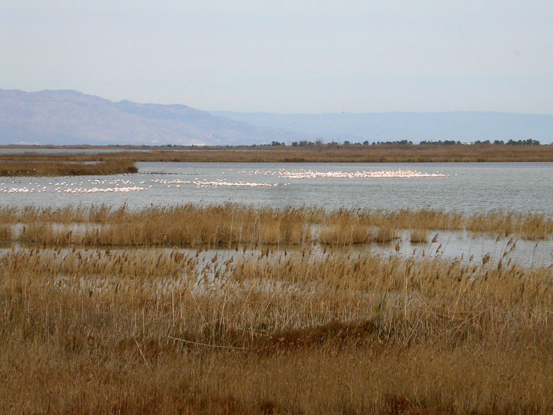 P&auml;&auml;asiassa flamingoja