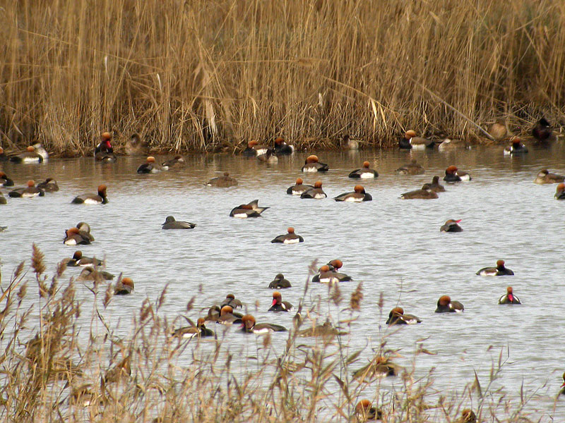 Punap&auml;&auml;naskuja