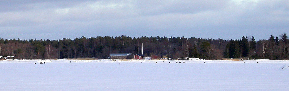 Merikotkia Venerannan edustalla Merikotkia Venerannan edustalla