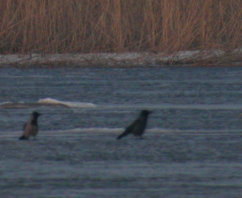 "Likainen varis" "Likainen varis"