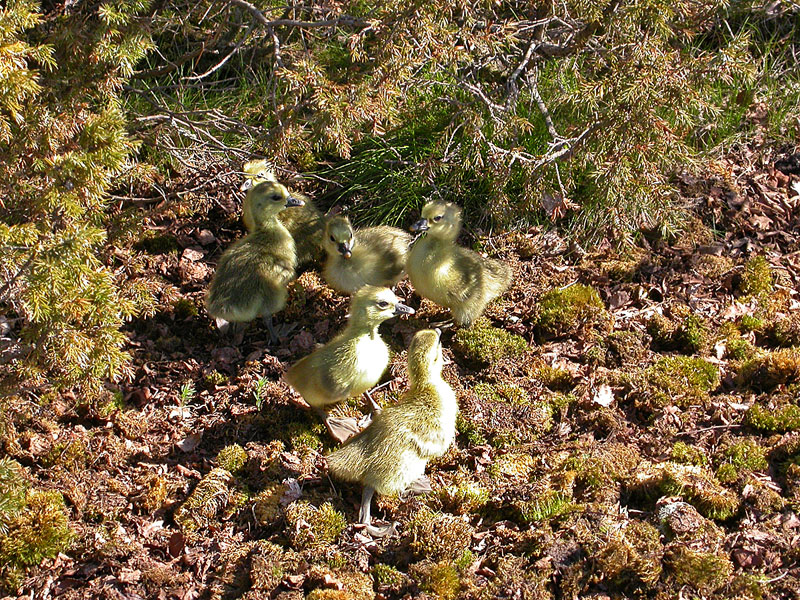 Merihanhen poikaset Merihanhen poikaset