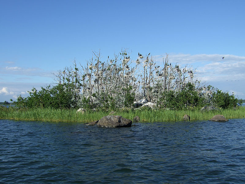 Pesäsaari Pesäsaari