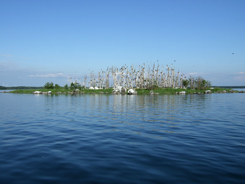 Pesäsaari Pesäsaari