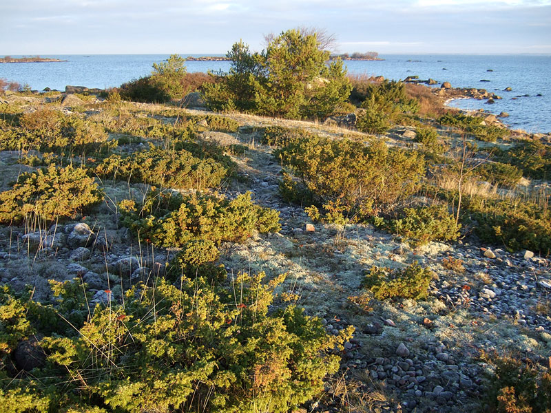 Steenkumppoosin N-k&auml;rki