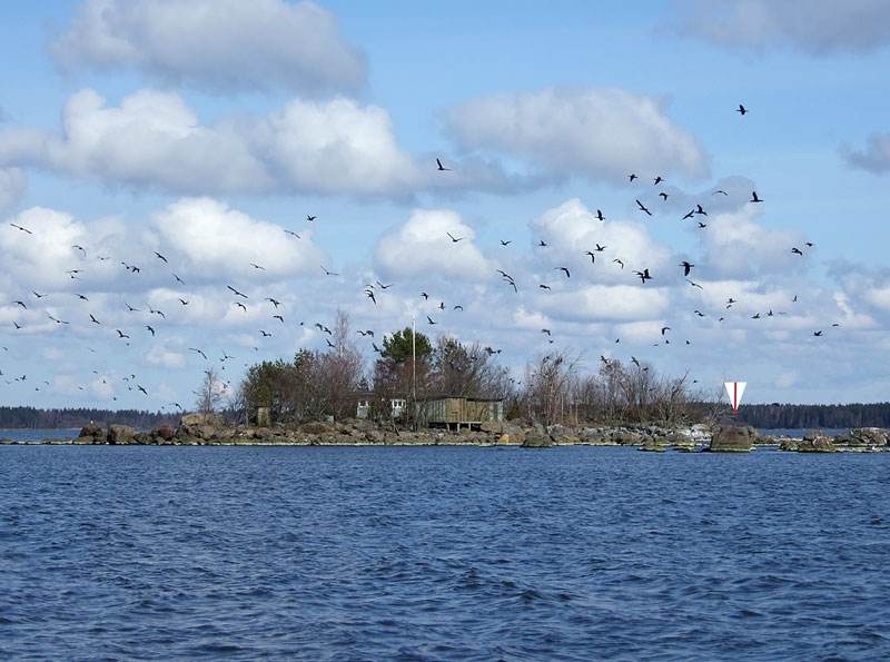 Lentävät merimetsot ja mökkisaari Lentävät merimetsot ja mökkisaari