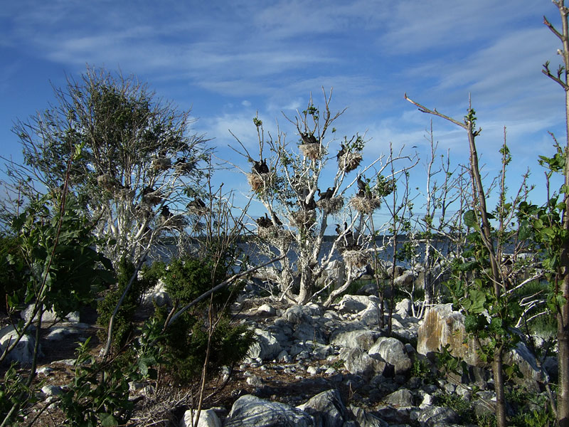 Huidumin keskiosat