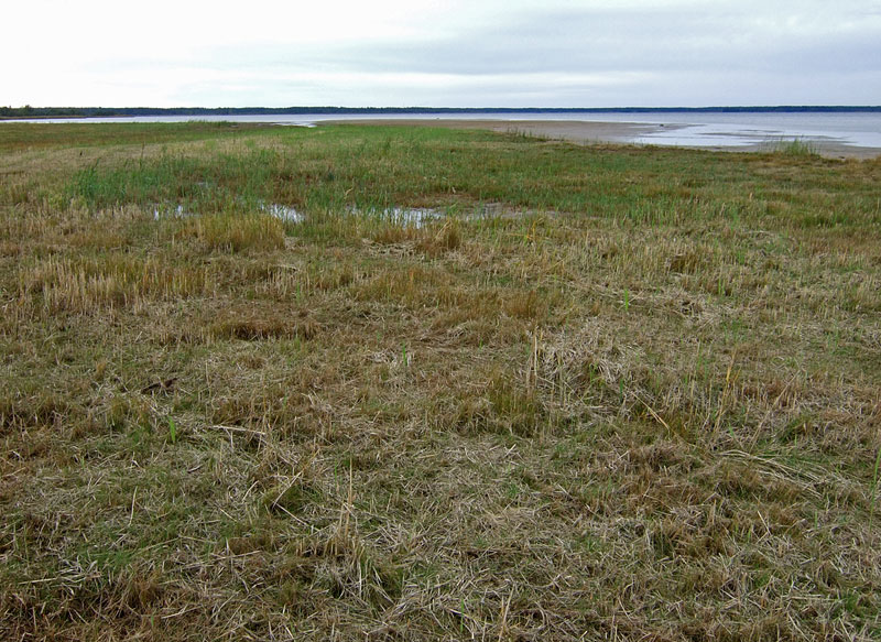 Niitetty ruovikko Niitetty ruovikko