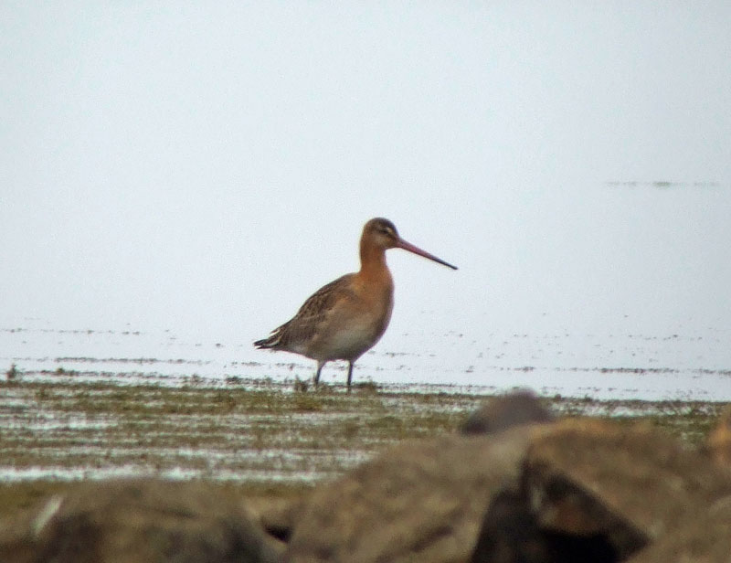 Mystapyrst&ouml;kuiri limosa/islandica