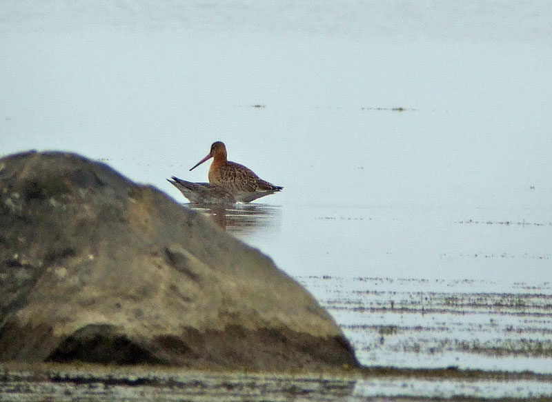 Mystapyrst&ouml;kuiri limosa/islandica