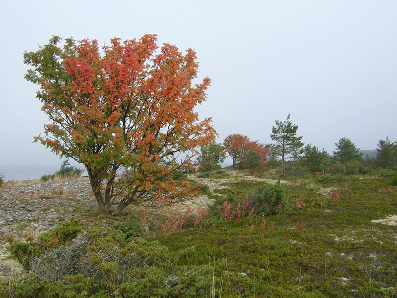 Värikkäät pihlajat Värikkäät pihlajat