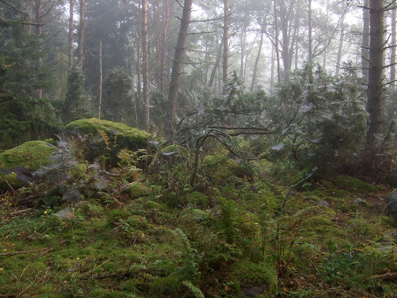 Rantametsä Rantametsä
