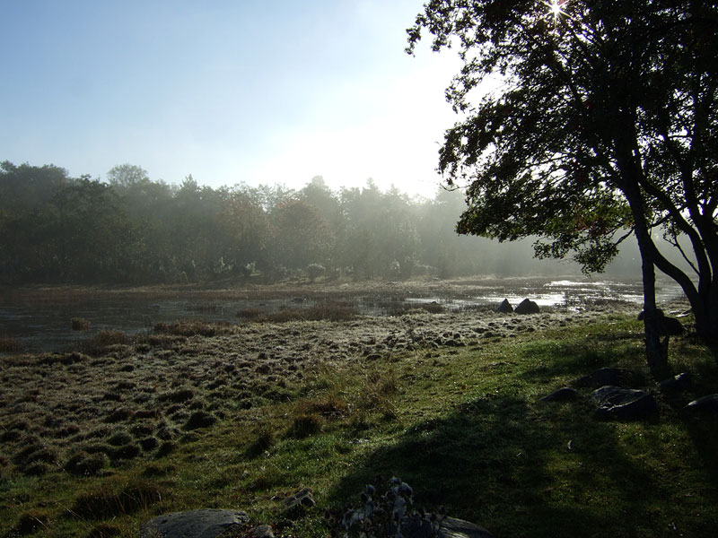 Sumuinen metsänreuna Sumuinen metsänreuna