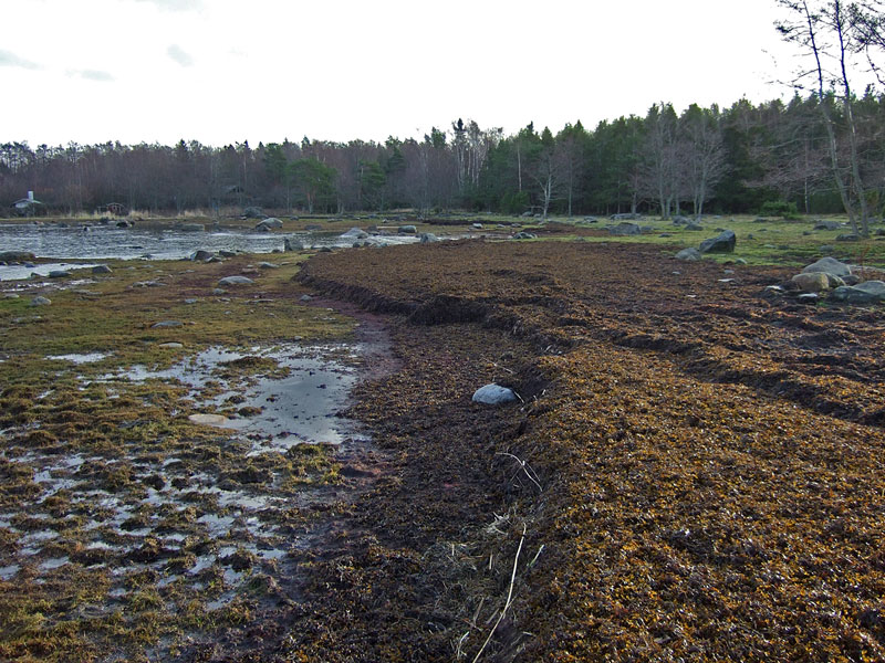 Pohjoisrantaa