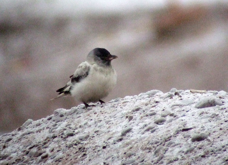 Albiino naakka Albiino naakka