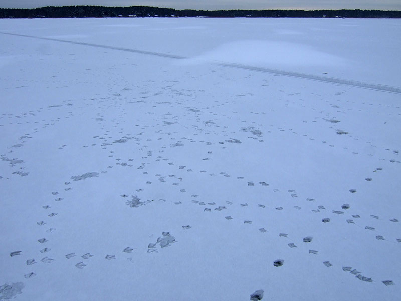 J&auml;lki&auml; j&auml;&auml;ll&auml;