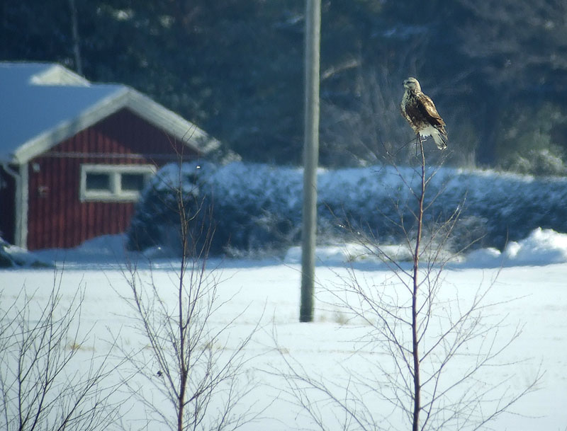 Piekana koivussa Piekana koivussa