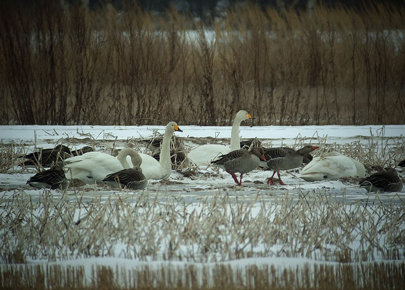 Laulujoutsenia ja merihanhia Laulujoutsenia ja merihanhia