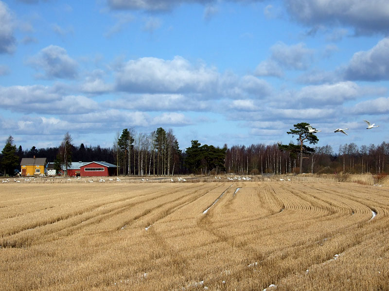 H&auml;rk&auml;luodon rahapuu