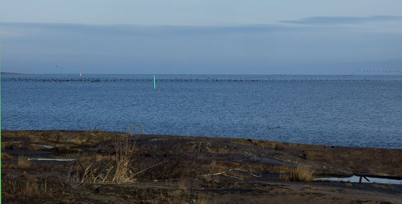Merimetsoparvi ja Kupeli Merimetsoparvi ja Kupeli