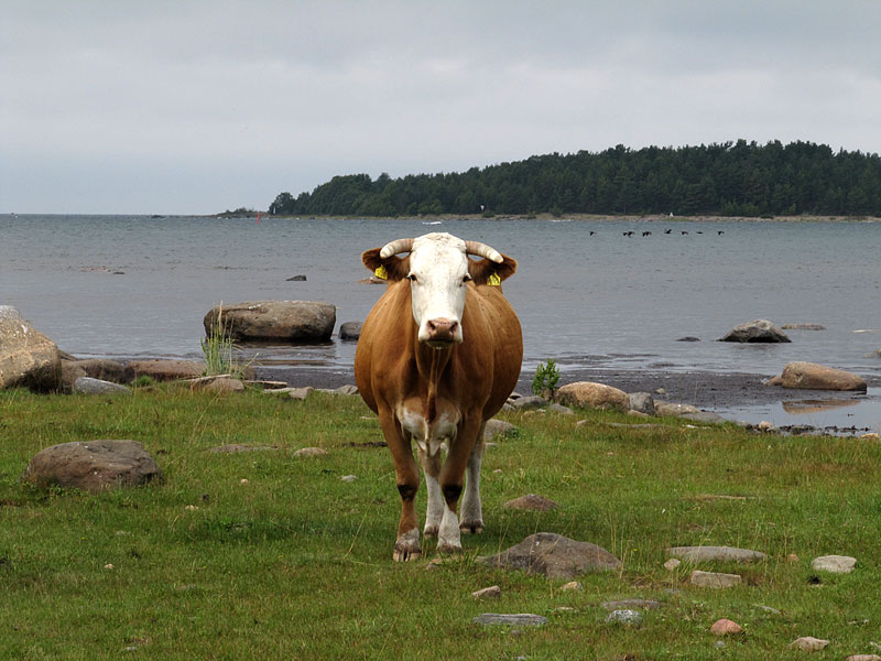 Kuuminaisten karjaa