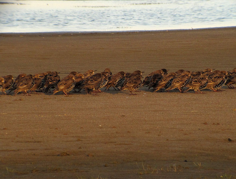 Kottaraisia Kottaraisia