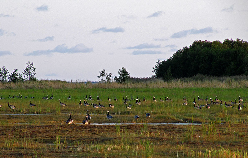 Valkoposkihanhia Valkoposkihanhia