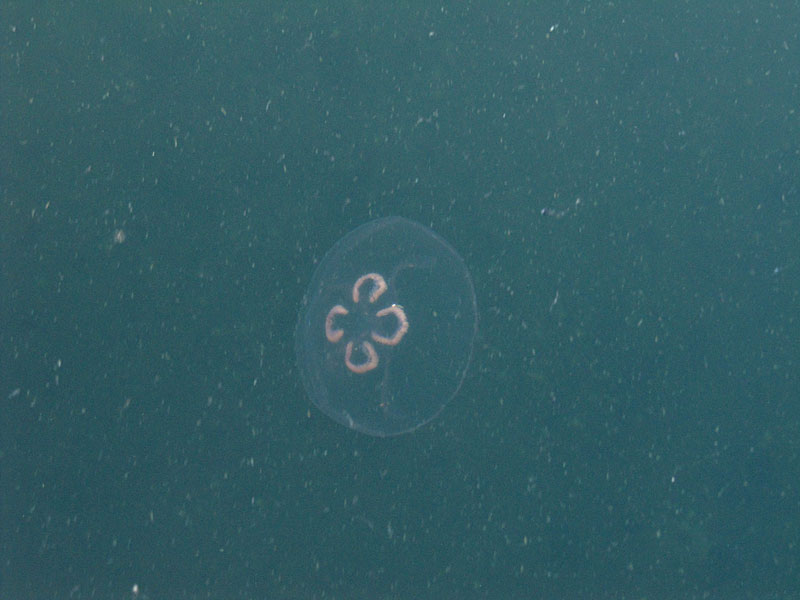 Meduusa Meduusa