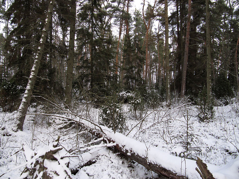 Vanhaa metsää Vanhaa metsää