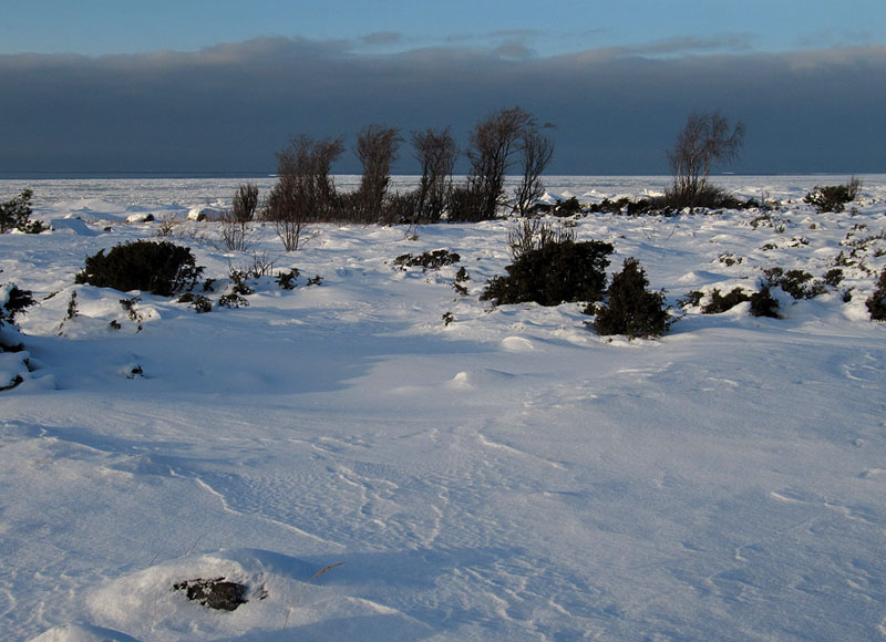 "hoidetut" puut "hoidetut" puut