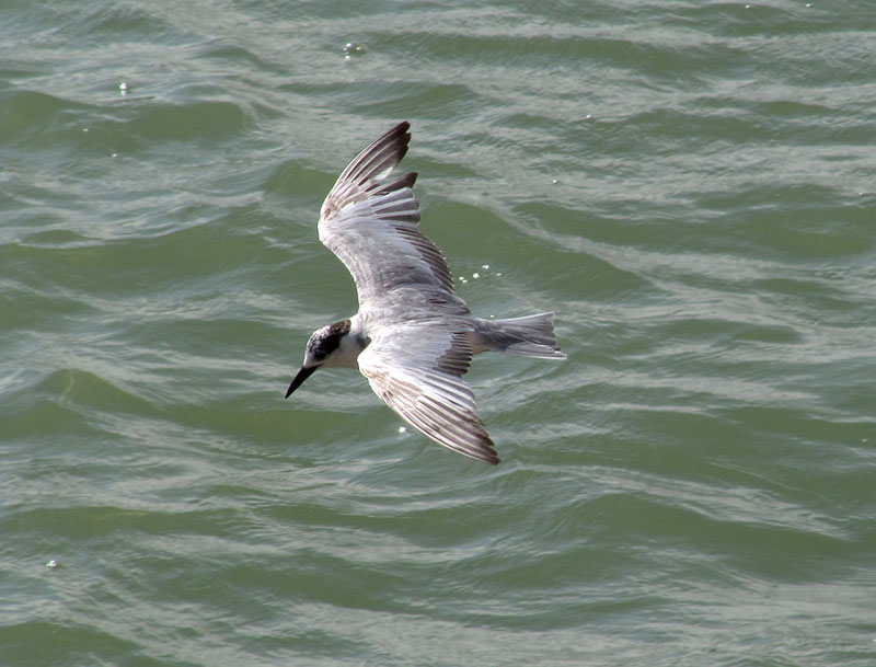 Valkoposkitiira Valkoposkitiira